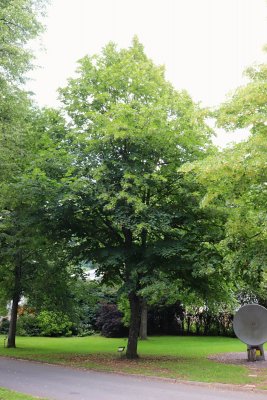 Tilia platyphyllos - lípa velkolistá - celek